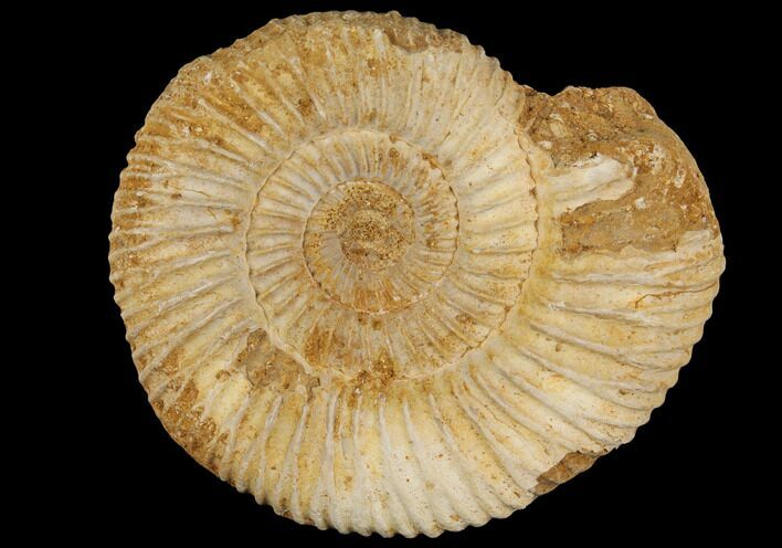 Perisphinctes Ammonite - Jurassic #100284